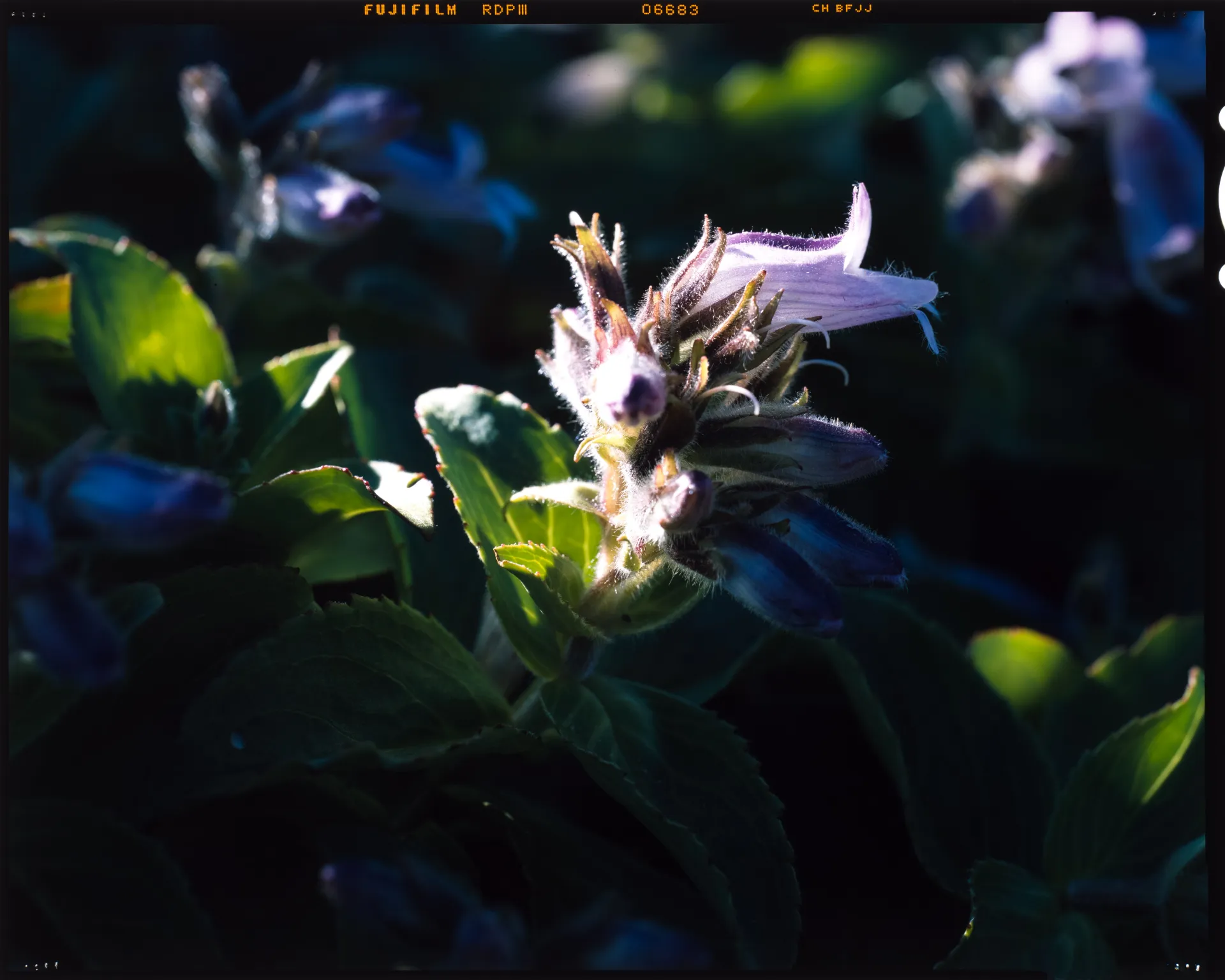 Pennellianthus frutescens